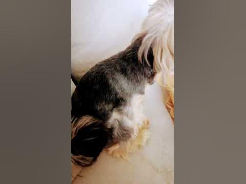 я шоколадный заец! - YouTube