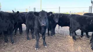 Goodwood 40 Angus Steers