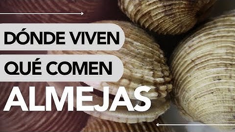 Dónde VIVEN las ALMEJAS y QUÉ COMEN 🐚👀 ¡ALUCINANTE!
