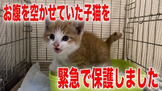 お腹を空かせた茶白の子猫ちゃんを緊急保護しました【We rescued a kitten】