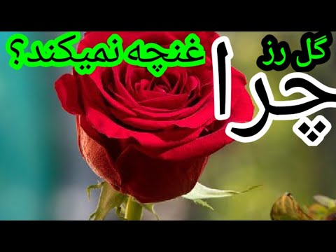 تصویری: آیا گل رز را باید در پاییز قطع کرد؟