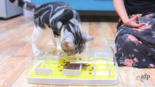 Cat Puzzle Feeder