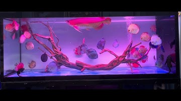 Cá Rồng Huyết Long và 50 cá đĩa tuyệt vời