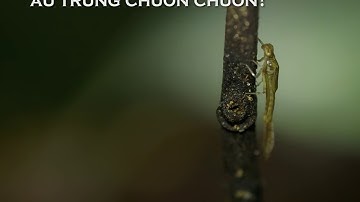 Bạn biết gì về ấu trùng chuồn chuồn