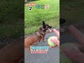devra mettre la puff Balle bouteille dans la poubelle jeune GUN 29 malinois partie 2