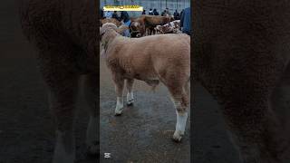 🔥MANA Haqiqiy Tozza qonli Simmental buzoqlarni zo‘rlaridan!!! 😱😱😱 #simmental #limuzin #angus