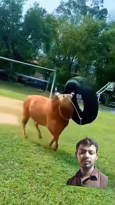 #cowcows #horse #cowes #cute #cowl #cowbeauty #animals #love #music #cow