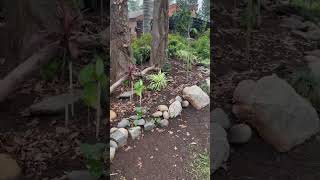 Paisajismo y diseño de jardines