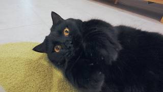 😭Even Though I'm a Black Cat, I'm Cute Too. You Don't Believe It, Do You? by Lucky Paws 3,906 views 3 months ago 4 minutes, 30 seconds
