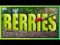 Berries | Animation &amp; Live Action Short Film