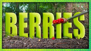 Berries | Animation &amp; Live Action Short Film