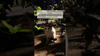 Download Lagu سورة النساء : 27،28 || محمد اللحيدان🎧 || اكتب شيئا تؤجر عليه ✨ MP3 Download Lagu سورة النساء : 27،28 || محمد اللحيدان🎧 || اكتب شيئا تؤجر عليه ✨ MP3