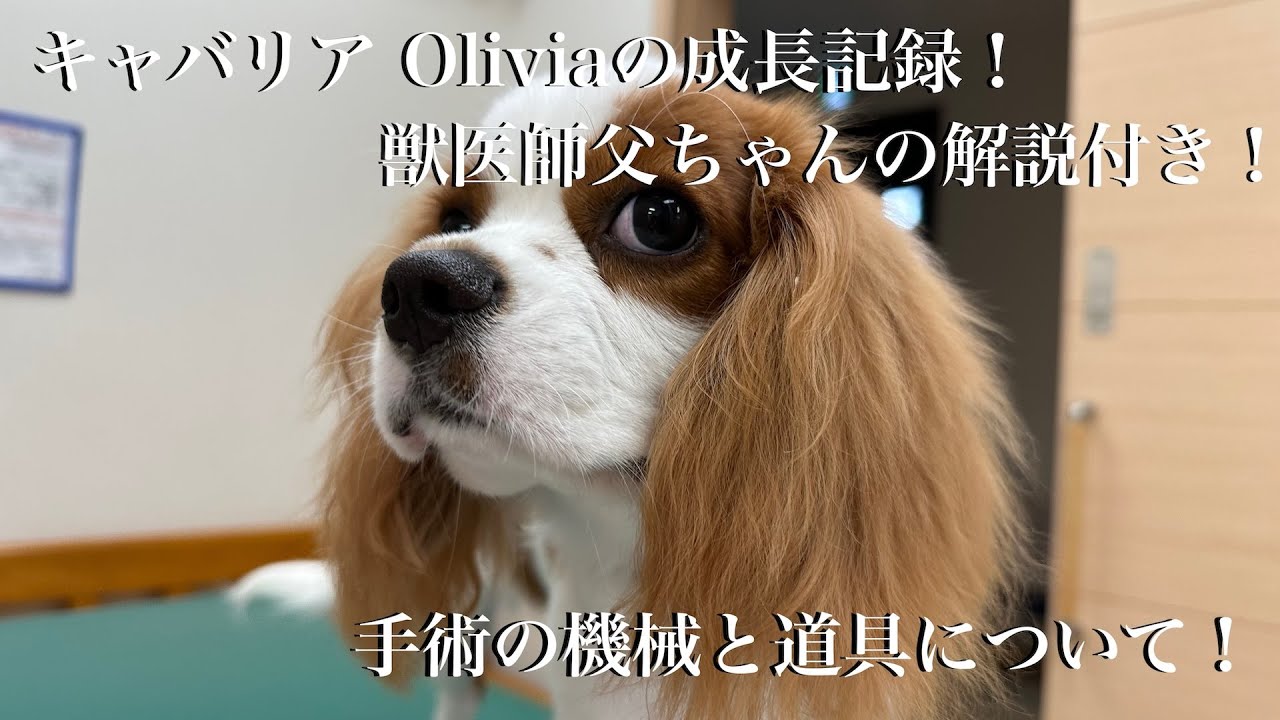 Oliviaの成長記録 6ヶ月