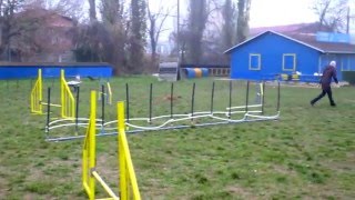 Moo agility class 2