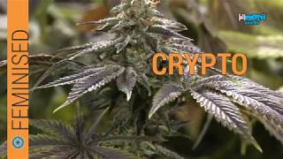 Crypto cannabis strain