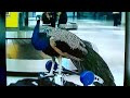 Peacock prompts United to change emotional support animal policy