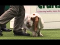 Best of Breed Basset Hound Crufts 2014