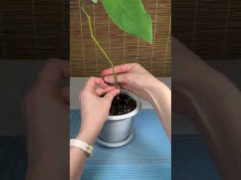 Видео: Удаление плодов авокадо – как и когда следует разбавлять авокадо