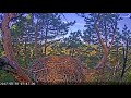 Tiesraides lvm golden eagle 20170830 sound grouse
