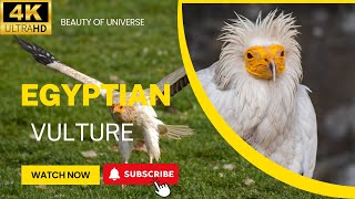 Egyptian Vulture | Birds Simple Videos | Beauty of universe by What have in universe 81 views 7 months ago 3 minutes, 14 seconds