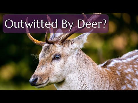 Video: Žerú jelene dichondru?
