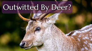 Deer Repellents Don't Work  How Can You Keep Deer From Eating Your Plants?