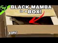 BLACK MAMBA IN A BOX!!!