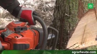 Ratgeber Motorsäge Teil 1 Schwachholz Richtig Fällen