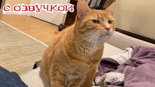 картинка: Приколы с котами! С ОЗВУЧКОЙ! Самые смешные коты! Приколы с животными!