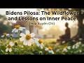 Bidens Pilosa – The Wildflower and Lessons on Inner Peace.