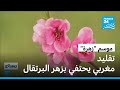موسم زهرة في مراكش إحياء تراث تقطير زهر البرتقال