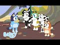 ブルーイとビンゴの友だちのご紹介 | ブルーイ - 日本公式チャンネル - Bluey 💙 🇯🇵