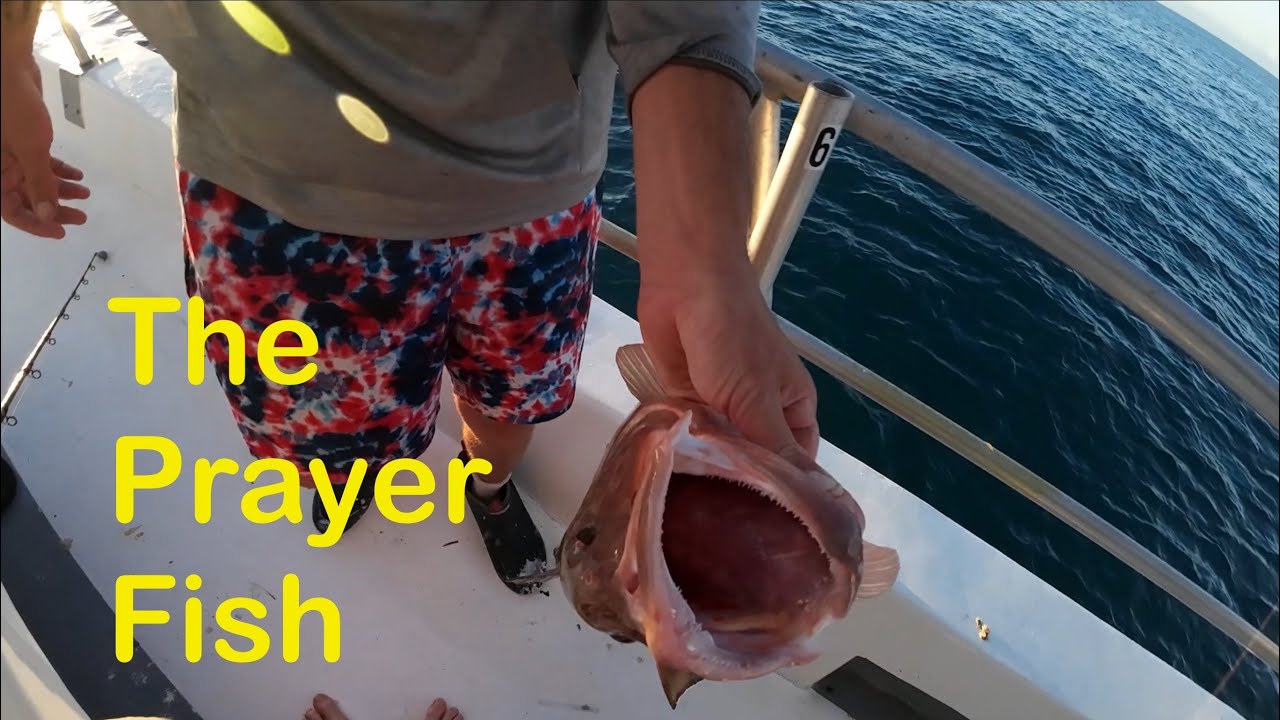 Prayee Fish The Prayer Fish #redgrouper #fishing #prayer - YouTube