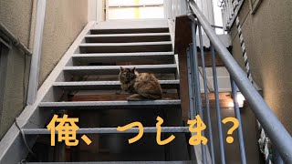 俺、つしま？