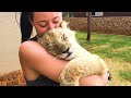 Special ways animal say i love you to human
