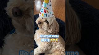 Funniest dog reaction to his birthday  #cavoodle #dog #funny #funnydogs #funnypets