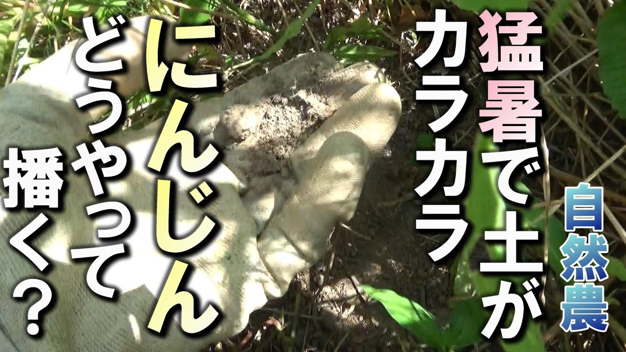 【自然農】猛暑で土がカラカラ！「人参の種まき」どうする？ 2024年8月17日【natural farming】