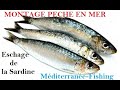 Eschage de la sardine pche en mer