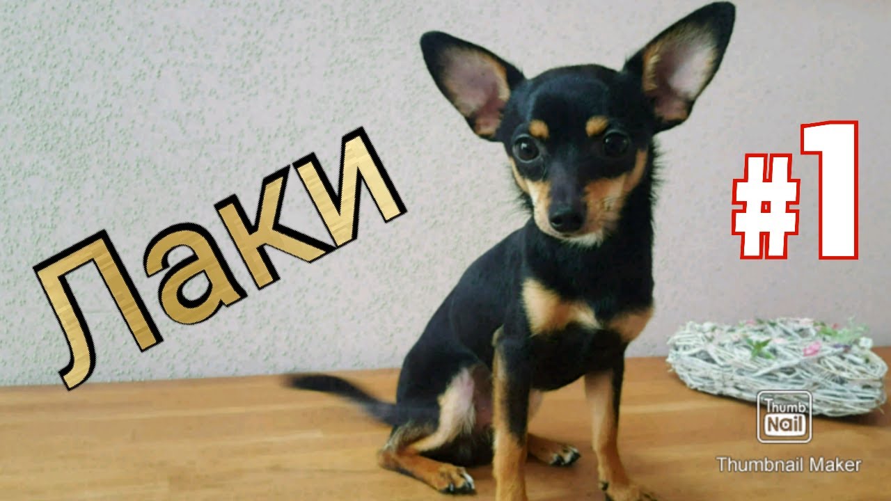 Лаки показыват свой уголок. Смешной чихуашка. Chihuahua witzig. Hund