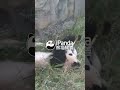 Panda Pretends To Steal From Pal | iPanda #shorts