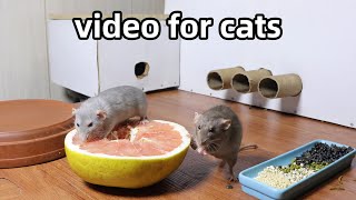 Cat Tvrat game for catsvideos for cats and dogs to watch