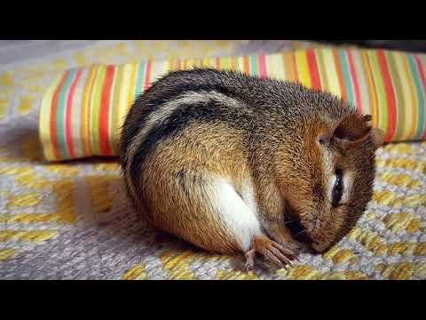 Video: „Pet Scoop“: kūdikių voverė, išgėrusi skaldytiems kulkšniams, atsitiktinai išsiųstiems naujagimiams