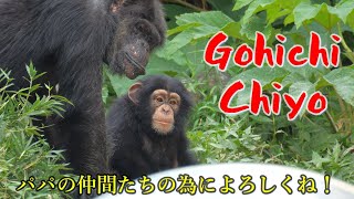 Great adoptive mother Gohichi & Nice to meet you Chiyochan　Kamine Zoo　Chimpanzee　202309