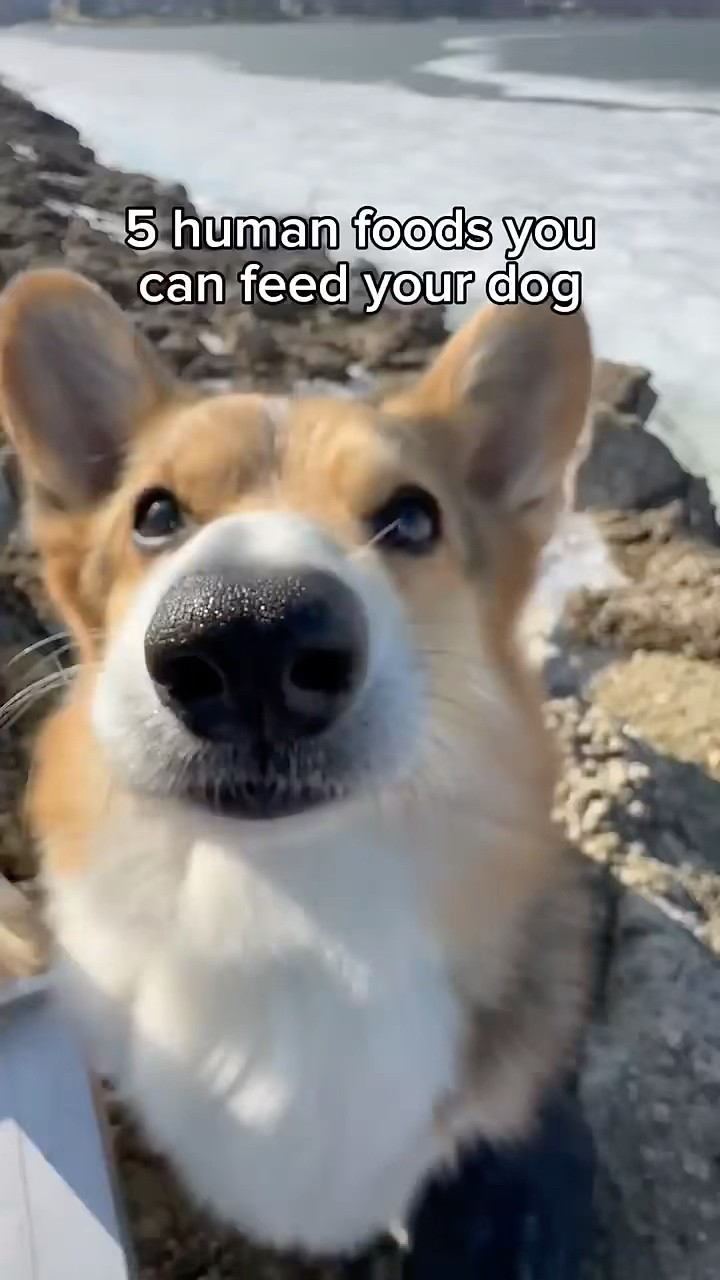 #JasonDeruloTV // So Cute ? #GotPermissionToPost From @bradygraffiti_corgis #YouCanDoAnything