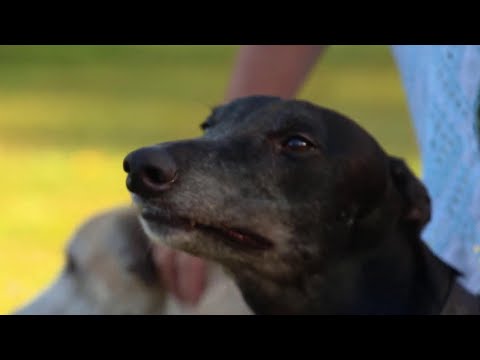 Video: Florida Undi Untuk Melarang Greyhound Racing