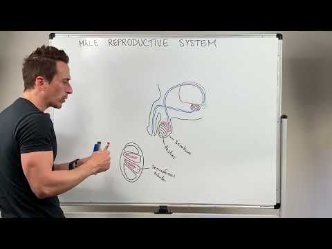 The Male Reproductive System For Nurses NCLEX Essentials Clinical Care