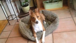 Basenji Sass: She listens only when she wants to