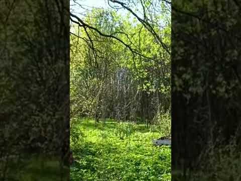 Заброшенная Псковская область #деревня #рекомендации #дача #огород #дымоход #дым #труба #дымит