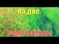 Водоросли и рыбки на дне под водой на озере Увильды