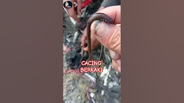 WORM MET POTEN #shorts #shortsfeed #nipahworm